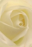 This image welcomes you into the gentle heart of a fresh cream-white rose, each petal unfurling with a softness reminiscent of morning light drifting through Hackney's parks. The petals spiral together, each curve inviting the mind to explore their delicate, satin-smooth texture, edged in barely-there translucence. Soft highlights and gentle shadows pool between the ivory folds, adding a serene depth and quiet emotional weight-as peaceful as a dawn walk beside Regent's Canal. The rose radiates calm and reverence, perfect for moments of sympathy, admiration, or marking new beginnings like those celebrated at community gatherings near Broadway Market. There's a trace of floral fragrance in the air, understated yet unforgettable, and an undeniable sense of care in the arrangement, as if every petal speaks of the skilled Hackney florist who selected and placed it. The perspective draws you not just into the flower's core, but into the artistry and intention behind every meaningful bouquet prepared for Hackney's warm, diverse neighbourhoods.
